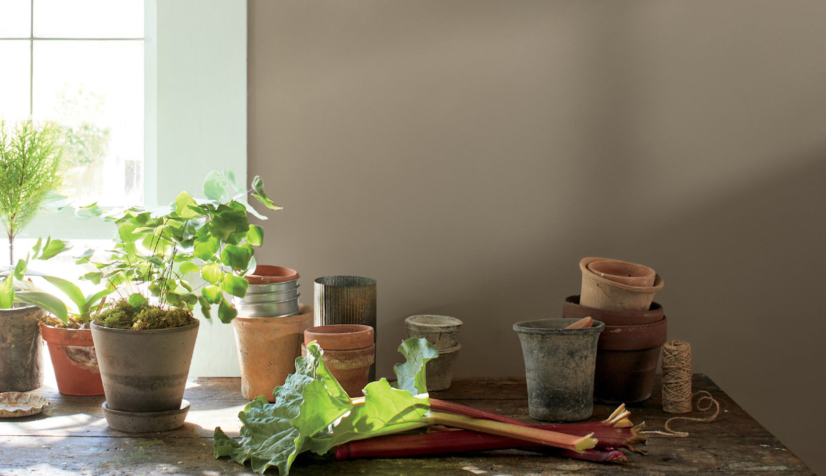 Indoor potted plants beside a sunny window, in front of a brown-painted wall.